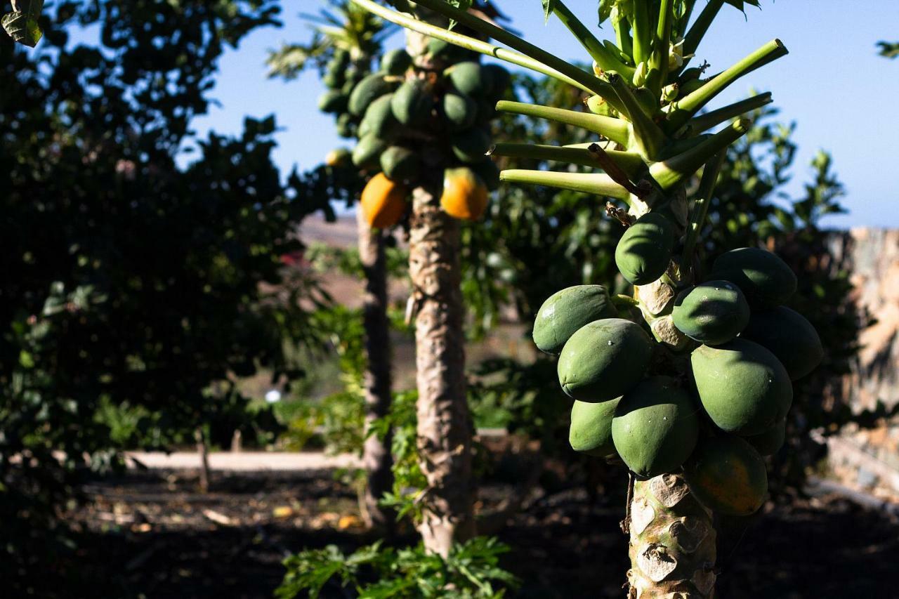 Finca Arbequina Pájara Zewnętrze zdjęcie