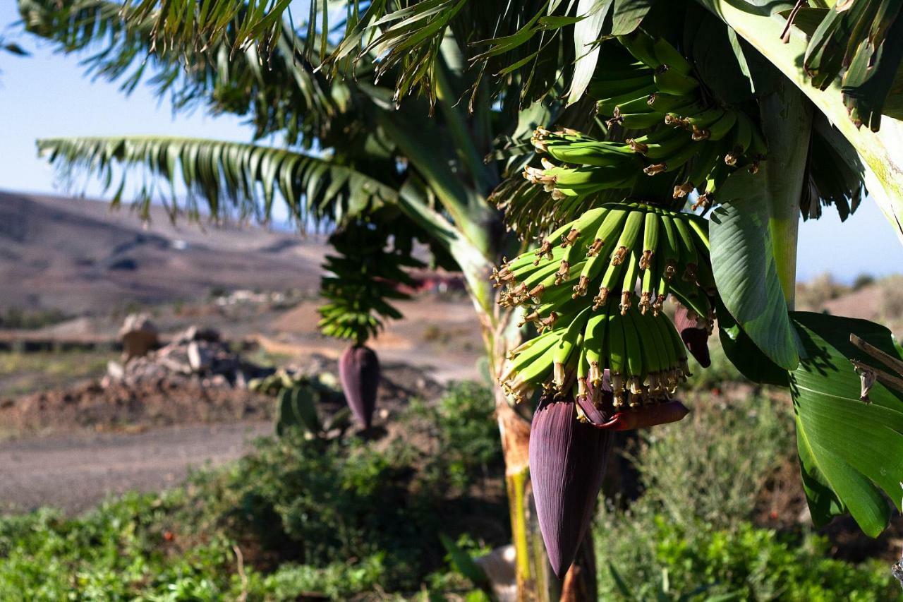 Finca Arbequina Pájara Zewnętrze zdjęcie