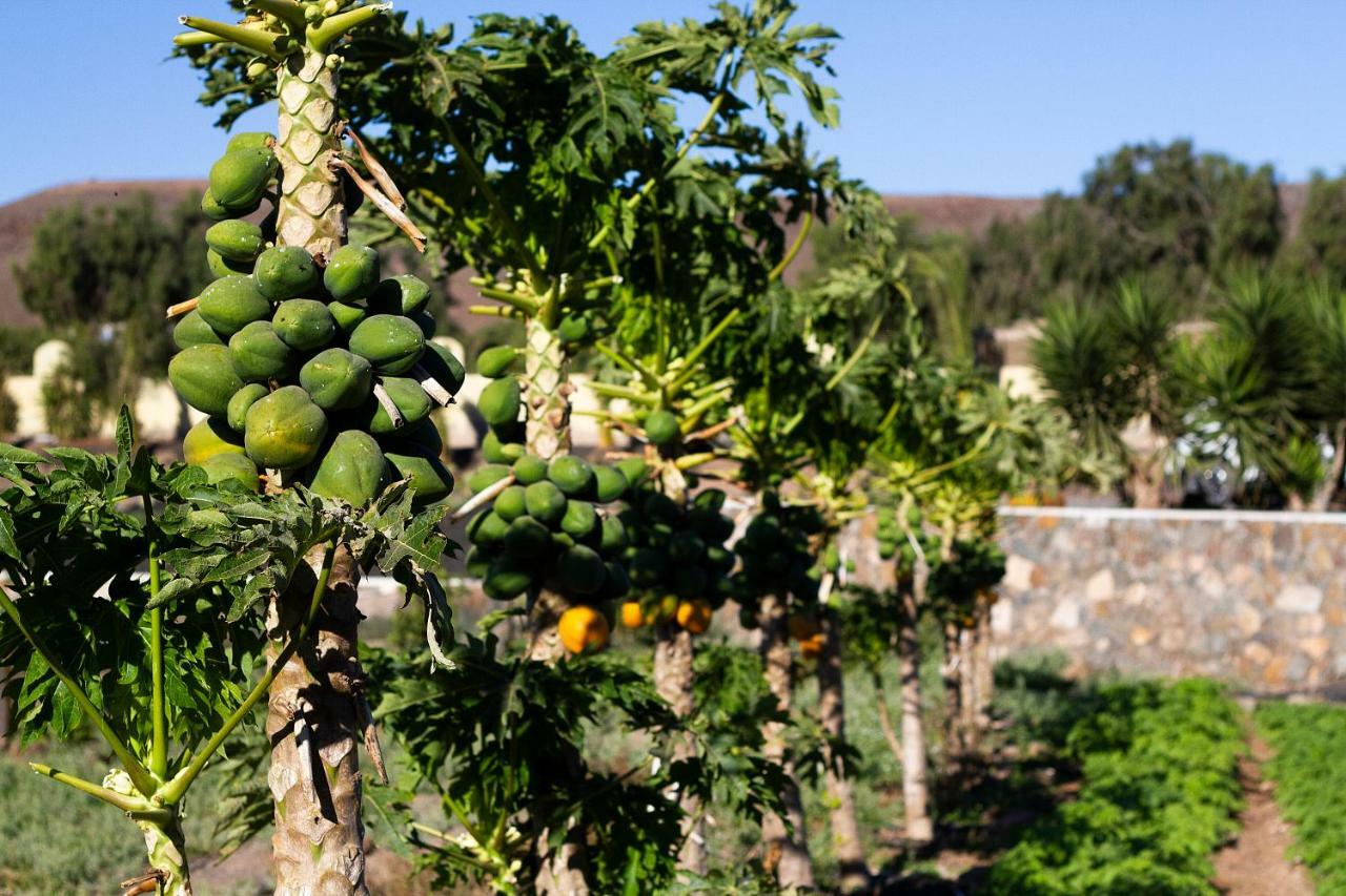 Finca Arbequina Pájara Zewnętrze zdjęcie