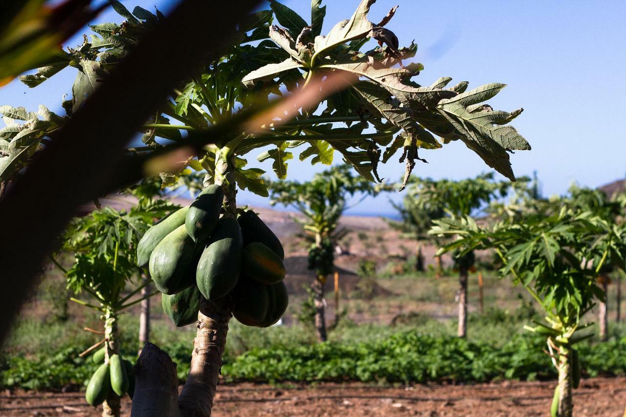 Finca Arbequina Pájara Zewnętrze zdjęcie