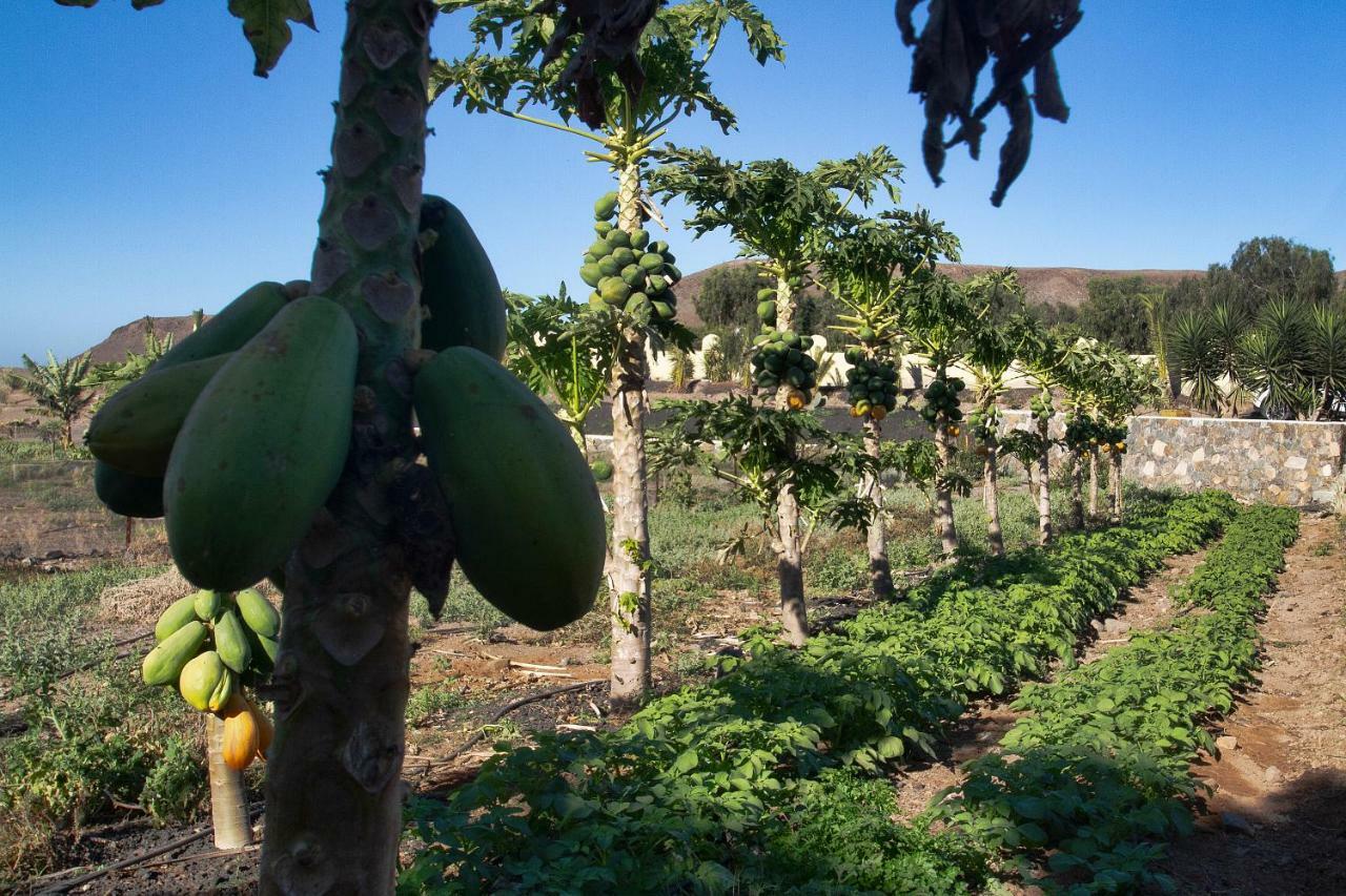 Finca Arbequina Pájara Zewnętrze zdjęcie