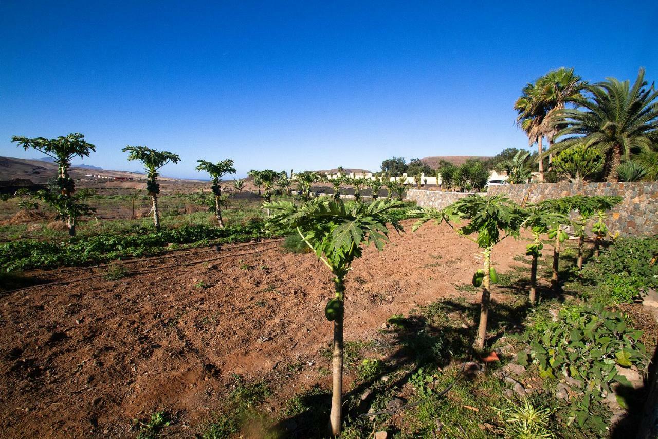 Finca Arbequina Pájara Zewnętrze zdjęcie